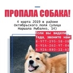 Подробнее об объявлении «Пропала собака кобель любимый пёс тэд Москва» Фото: пропала собака  «Пропала собака кобель любимый пёс тэд Москва» в г. Москва