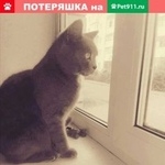 Подробнее об объявлении «Курган Пропала кошка» Фото: пропала кошка  «Курган Пропала кошка» в г. Курган