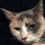 Подробнее об объявлении «Москва Найдена кошка» Фото: найдена кошка  «Москва Найдена кошка» в г. Москва