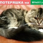 Подробнее об объявлении «Курган Пропала кошка» Фото: пропала кошка  «Курган Пропала кошка» в г. Курган