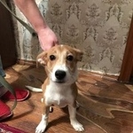 Подробнее об объявлении «Найдена собака Электросталь» Фото: найдена собака Джек рассел терьер «Найдена собака Электросталь» в г. Электросталь