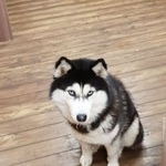 Подробнее об объявлении «Пропала собака хаски Санкт-Петербург» Фото: пропала собака Сибирская хаски «Пропала собака хаски Санкт-Петербург» в г. Санкт-Петербург