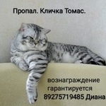 Подробнее об объявлении «Пропал кот томас Астрахань» Фото: пропала кошка  «Пропал кот томас Астрахань» в г. Астрахань