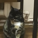 Подробнее об объявлении «Пропала кошка с молодым котом Москва» Фото: пропала кошка  «Пропала кошка с молодым котом Москва» в г. Москва