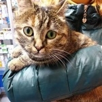 Подробнее об объявлении «Москва Найдена кошка» Фото: найдена кошка  «Москва Найдена кошка» в г. Москва