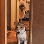 Подробнее об объявлении «Найдена собака 28.02 рыжая щенок Электросталь» Фото: найдена собака  «Найдена собака 28.02 рыжая щенок Электросталь» в г. Электросталь