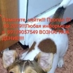 Подробнее об объявлении «Пропала собака кобель джек рассел Новосибирск» Фото: пропала собака Джек рассел терьер «Пропала собака кобель джек рассел Новосибирск» в г. Новосибирск