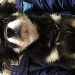 Подробнее об объявлении «Пропала собака кобель Санкт-Петербург» Фото: пропала собака Чихуахуа «Пропала собака кобель Санкт-Петербург» в г. Санкт-Петербург