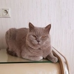 Подробнее об объявлении «Пропал кот помогите найти   Краснодар» Фото: пропала кошка Британская длинношерстная «Пропал кот помогите найти   Краснодар» в г. Краснодар
