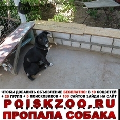 Подробнее об объявлении «Волгоград Пропала собака кобель» Фото: пропала собака  «Волгоград Пропала собака кобель» в г. Волгоград