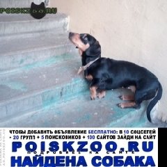 Подробнее об объявлении «Жуковский Найдена собака замечена такса» Фото: найдена собака Такса «Жуковский Найдена собака замечена такса» в г. Жуковский