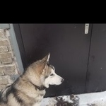 Подробнее об объявлении «Пропала собака кобель Дзержинск» Фото: пропала собака  «Пропала собака кобель Дзержинск» в г. Дзержинск