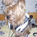 Подробнее об объявлении «Пропала собака кобель собака Саранск» Фото: пропала собака Йоркширский терьер «Пропала собака кобель собака Саранск» в г. Саранск