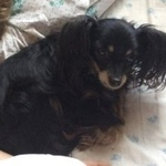 Подробнее об объявлении «Пропала собака Санкт-Петербург» Фото: пропала собака Той-терьер «Пропала собака Санкт-Петербург» в г. Санкт-Петербург