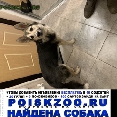 Подробнее об объявлении «Найдена собака Москва» Фото: найдена собака  «Найдена собака Москва» в г. Москва