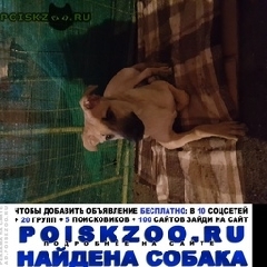 Подробнее об объявлении «Найдена собака кобель марта Москва» Фото: найдена собака  «Найдена собака кобель марта Москва» в г. Москва