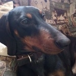 Подробнее об объявлении «Пропала собака кобель Венев» Фото: пропала собака Такса «Пропала собака кобель Венев» в г. Венев