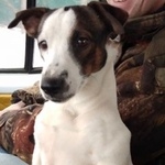 Подробнее об объявлении «Пропала собака кобель Самара» Фото: пропала собака Джек рассел терьер «Пропала собака кобель Самара» в г. Самара