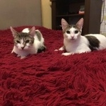 Подробнее об объявлении «Пропала кошка и 2 кошечки медведково, Москва» Фото: пропала кошка  «Пропала кошка и 2 кошечки медведково, Москва» в г. Москва