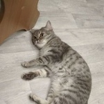 Подробнее об объявлении «Курск Найдена кошка на клыкова» Фото: найдена кошка  «Курск Найдена кошка на клыкова» в г. Курск