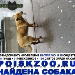 Подробнее об объявлении «Найдена собака была замечена Москва» Фото: найдена собака  «Найдена собака была замечена Москва» в г. Москва