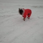 Подробнее об объявлении «Пропала собака Санкт-Петербург» Фото: пропала собака Той-терьер «Пропала собака Санкт-Петербург» в г. Санкт-Петербург