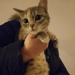 Подробнее об объявлении «Найдена кошка Курган» Фото: найдена кошка  «Найдена кошка Курган» в г. Курган