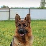 Подробнее об объявлении «Конаково Пропала собака кобель» Фото: пропала собака Немецкая овчарка «Конаково Пропала собака кобель» в г. Конаково