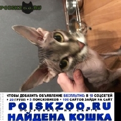 Подробнее об объявлении «Москва Найдена кошка нашла кошку, лысая» Фото: найдена кошка Сфинкс «Москва Найдена кошка нашла кошку, лысая» в г. Москва