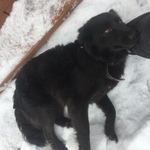 Подробнее об объявлении «Найдена собака помесь лабрадора с кем то Орехово-Зуево» Фото: найдена собака  «Найдена собака помесь лабрадора с кем то...» в г. Орехово-Зуево