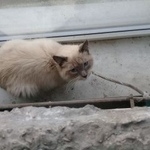Подробнее об объявлении «Найдена кошка Курган» Фото: найдена кошка  «Найдена кошка Курган» в г. Курган