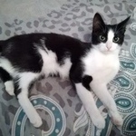 Подробнее об объявлении «Москва Найдена кошка молодая, район кожухово.» Фото: найдена кошка  «Москва Найдена кошка молодая, район кожухово.» в г. Москва