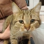 Подробнее об объявлении «Москва Найдена кошка» Фото: найдена кошка  «Москва Найдена кошка» в г. Москва