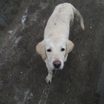 Подробнее об объявлении «Воронеж Найдена собака кобель щенок лабродора» Фото: найдена собака Лабрадор ретривер «Воронеж Найдена собака кобель щенок лабродора» в г. Воронеж