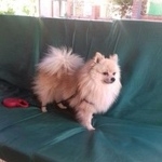 Подробнее об объявлении «Геленджик Пропала собака кобель» Фото: пропала собака Померанский шпиц «Геленджик Пропала собака кобель» в г. Геленджик