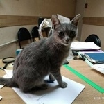Подробнее об объявлении «Орел Пропала кошка» Фото: пропала кошка  «Орел Пропала кошка» в г. Орел
