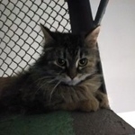 Подробнее об объявлении «Москва Найдена кошка ищу семью» Фото: найдена кошка  «Москва Найдена кошка ищу семью» в г. Москва