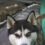 Подробнее об объявлении «Батайск Пропала собака кобель» Фото: пропала собака Сибирская хаски «Батайск Пропала собака кобель» в г. Батайск