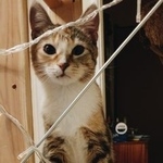 Подробнее об объявлении «Москва Найдена кошка нахимовский проспект» Фото: найдена кошка  «Москва Найдена кошка нахимовский проспект» в г. Москва