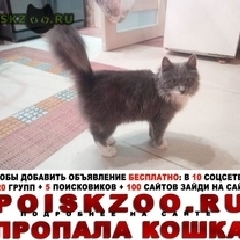 Подробнее об объявлении «Таганрог Пропала кошка» Фото: пропала кошка  «Таганрог Пропала кошка» в г. Таганрог