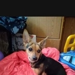 Подробнее об объявлении «Краснодар Найдена собака ищу дом торри» Фото: найдена собака  «Краснодар Найдена собака ищу дом торри» в г. Краснодар