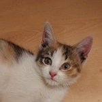 Подробнее об объявлении «Москва Найдена кошка котёнок в ново-переделкино» Фото: найдена кошка  «Москва Найдена кошка котёнок в ново-переделкино» в г. Москва