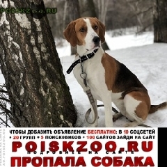 Подробнее об объявлении «Пропала собака эстонская гончая Москва» Фото: пропала собака  «Пропала собака эстонская гончая Москва» в г. Москва