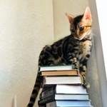 Подробнее об объявлении «Пропала кошка Москва» Фото: пропала кошка  «Пропала кошка Москва» в г. Москва