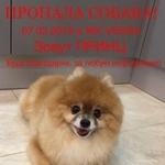 Подробнее об объявлении «Апрелевка Пропала собака кобель» Фото: пропала собака Немецкий шпиц «Апрелевка Пропала собака кобель» в г. Апрелевка