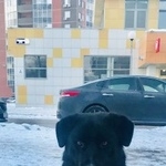 Подробнее об объявлении «Найдена собака кобель Электросталь» Фото: найдена собака  «Найдена собака кобель Электросталь» в г. Электросталь