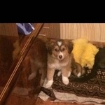 Подробнее об объявлении «Пропала собака кобель Самара» Фото: пропала собака  «Пропала собака кобель Самара» в г. Самара