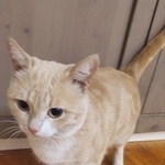 Подробнее об объявлении «Москва Найден кот в районе флотской» Фото: найдена кошка  «Москва Найден кот в районе флотской» в г. Москва