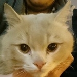 Подробнее об объявлении «Москва Найден кот» Фото: найдена кошка  «Москва Найден кот» в г. Москва