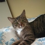 Подробнее об объявлении «Москва Найдена кошка сао, коптево в середине февраля» Фото: найдена кошка  «Москва Найдена кошка сао, коптево в середине...» в г. Москва